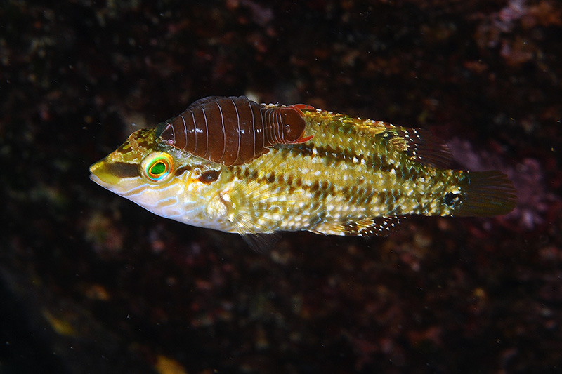 Nerocila cf. bivittata, Anilocra cf. frontalis e altri isopodi parassiti